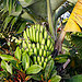 Flora of Hale Pau Hana